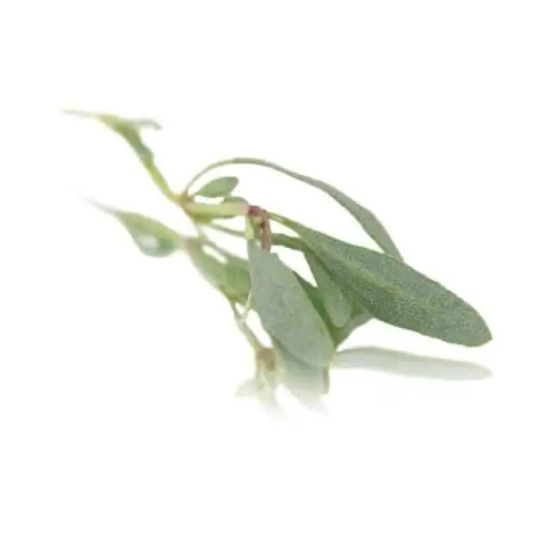 Sea Purslane.webp